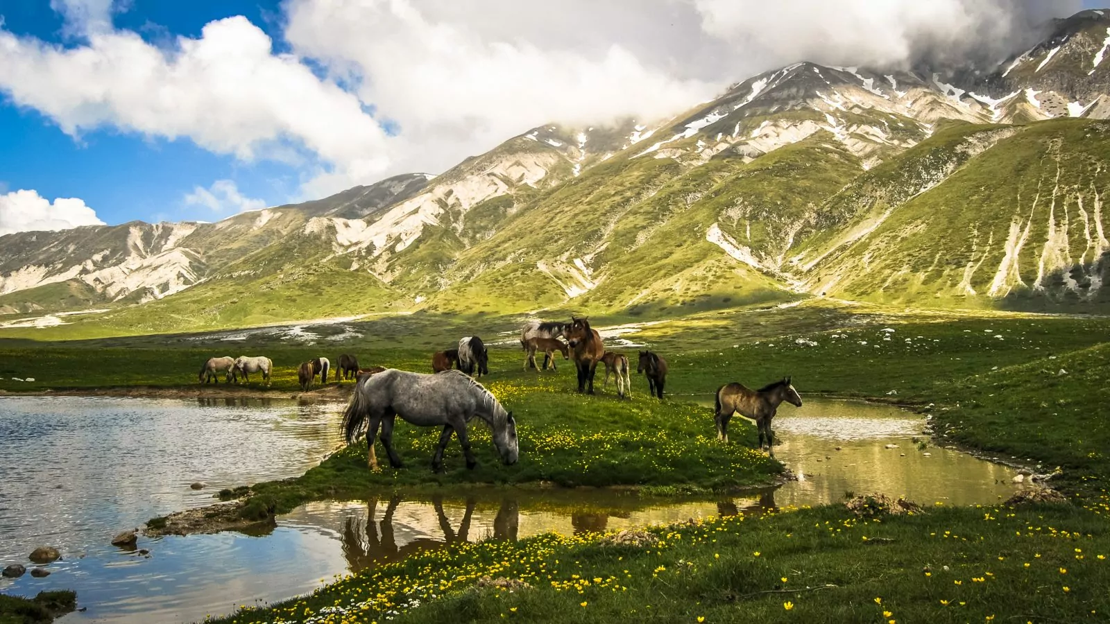 Cavalli a Campo Imperatore sotto il Gran Sasso